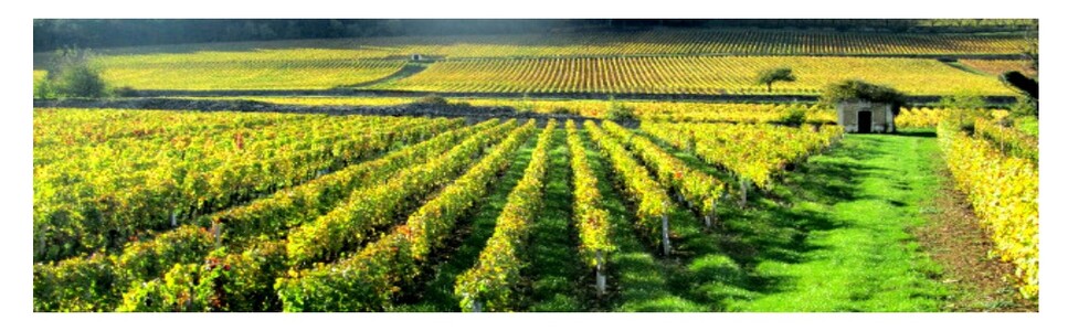 Les vignes du Domaine PICOTIN